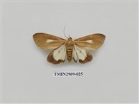 藏品(圓端擬燈蛾)的圖片